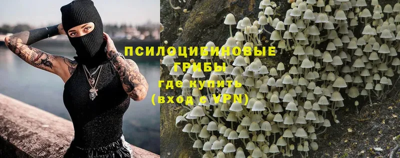 Псилоцибиновые грибы MAGIC MUSHROOMS  купить наркоту  Новошахтинск 